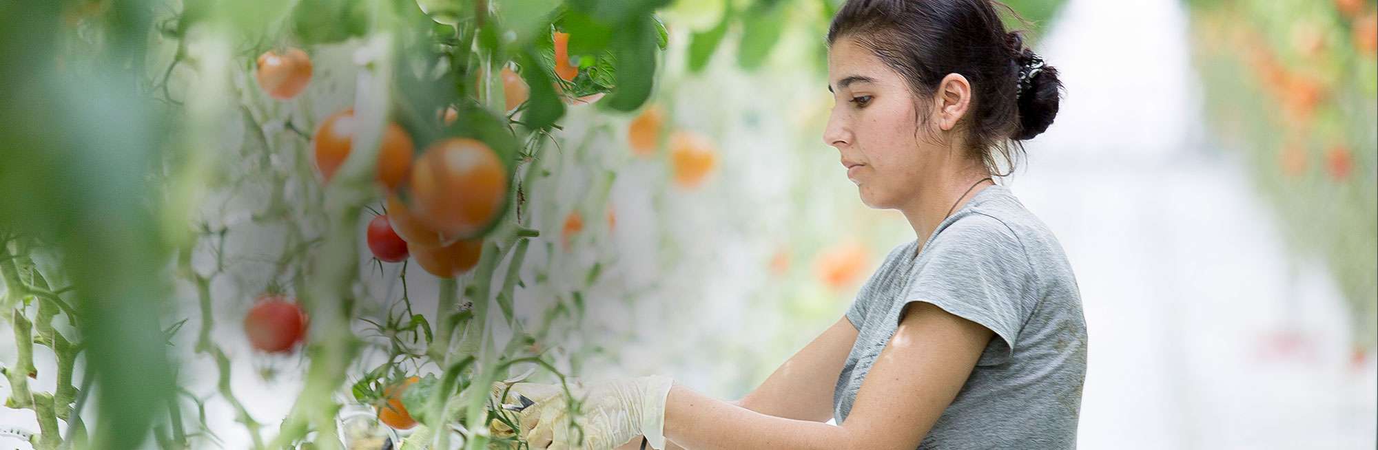 Richel tomato greenhouses